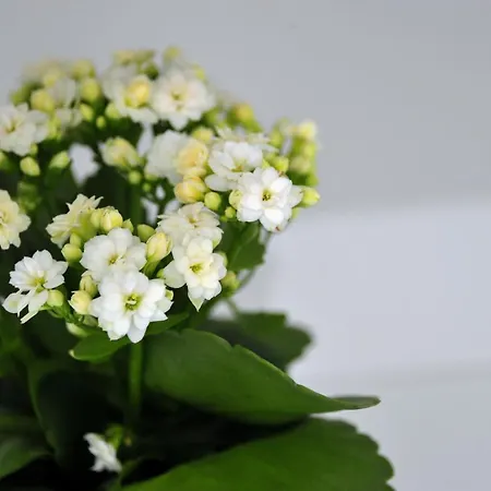 住宿加早餐酒店 Al Centro Del Golfo